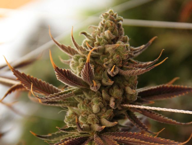 Conspiracy Kush