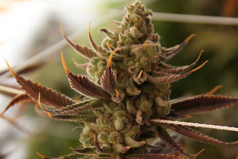 Conspiracy Kush