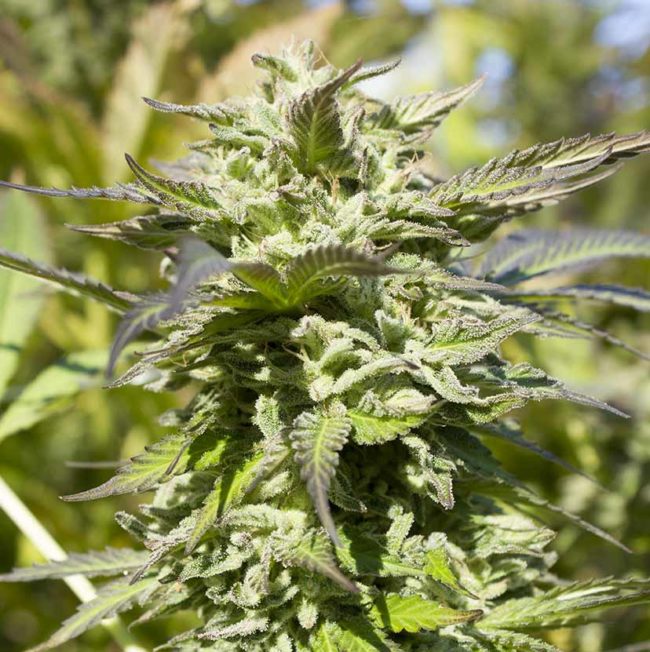 Long Valley Royal Purple Kush