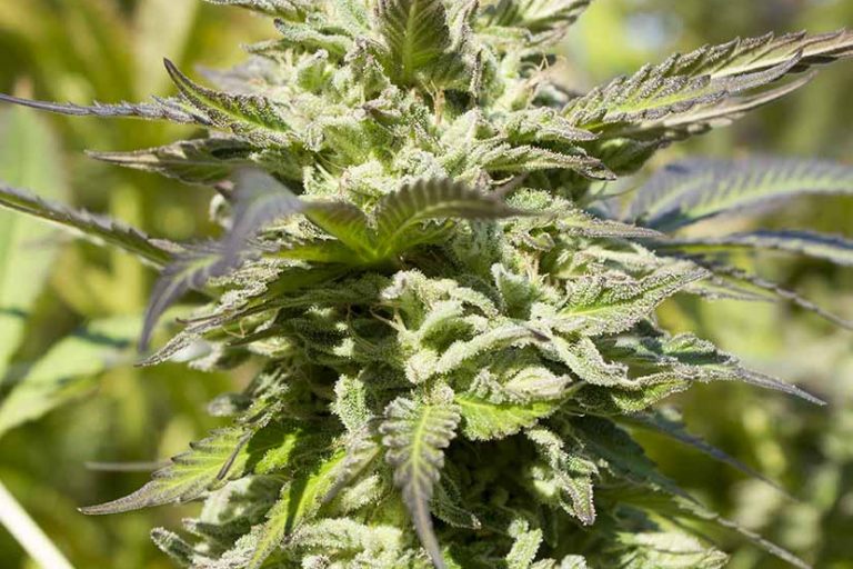 Long Valley Royal Purple Kush
