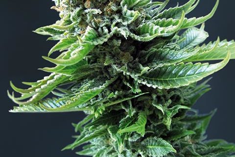 Northern Lights Automatic