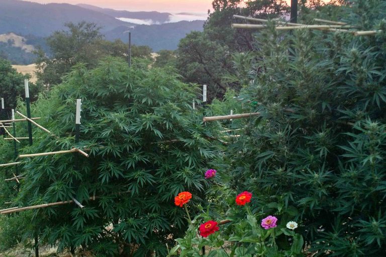 caseys garden