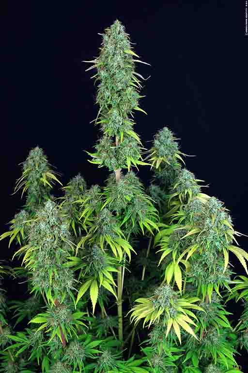 dawg-star_coypright-by-gbi-2015 (4)