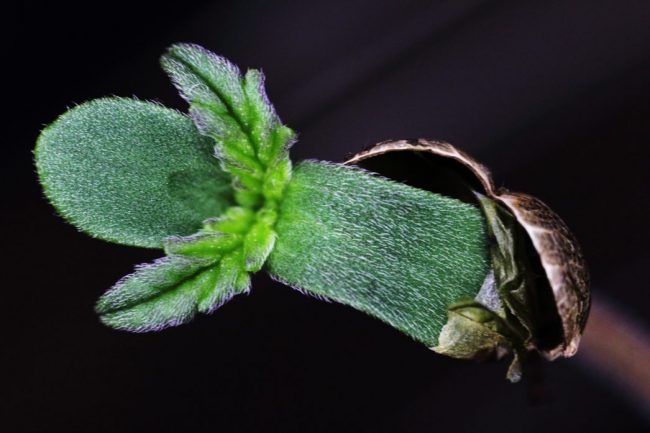 8 – Sweet Seeds