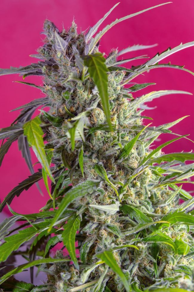 CRYSTAL_CANDY_AUTO(R)_SWS61