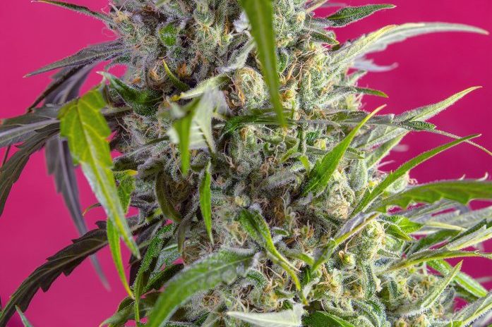 CRYSTAL_CANDY_AUTO(R)_SWS61