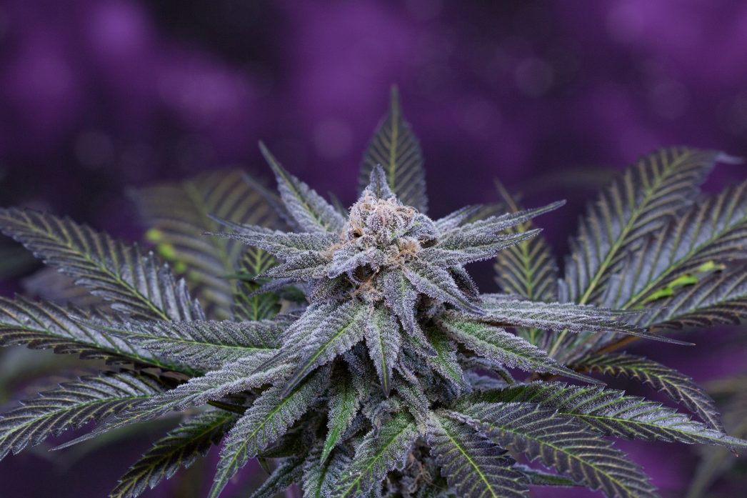 Killer Grape (2 of 6)