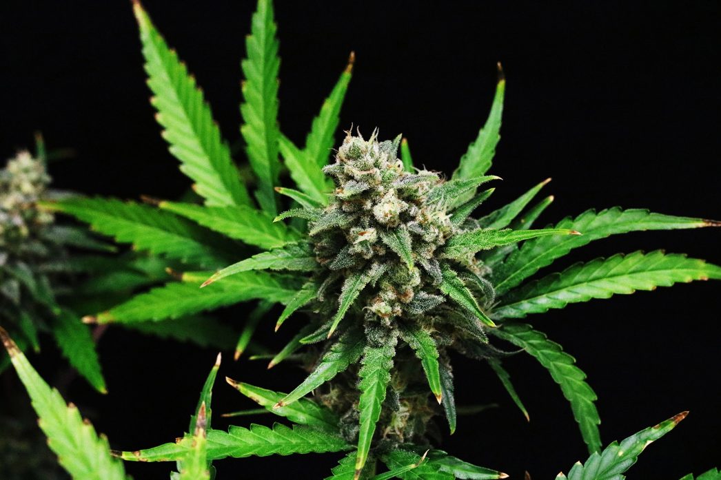 Killer Kush Auto(SWS56) (3)