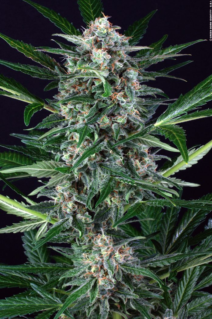 auto-wappa_fresh_08_coypright-by-gbi-2012