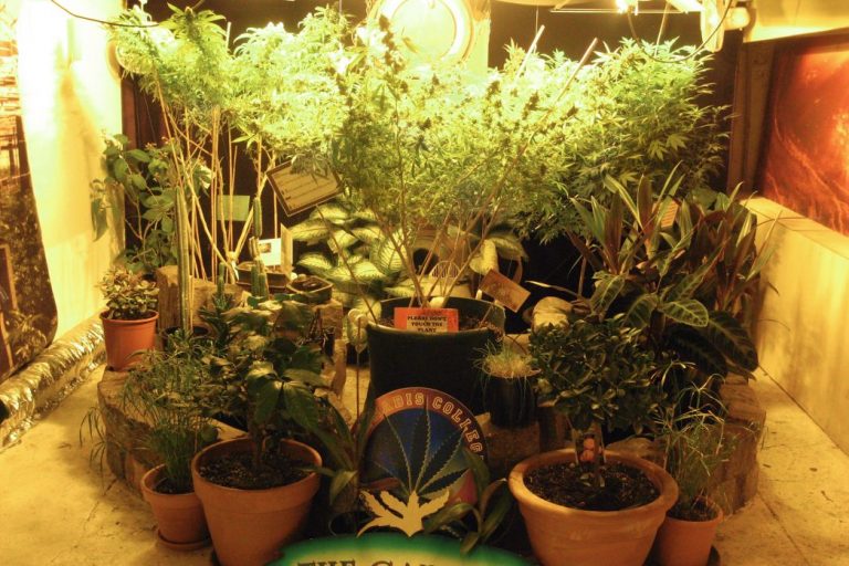 cannabis college