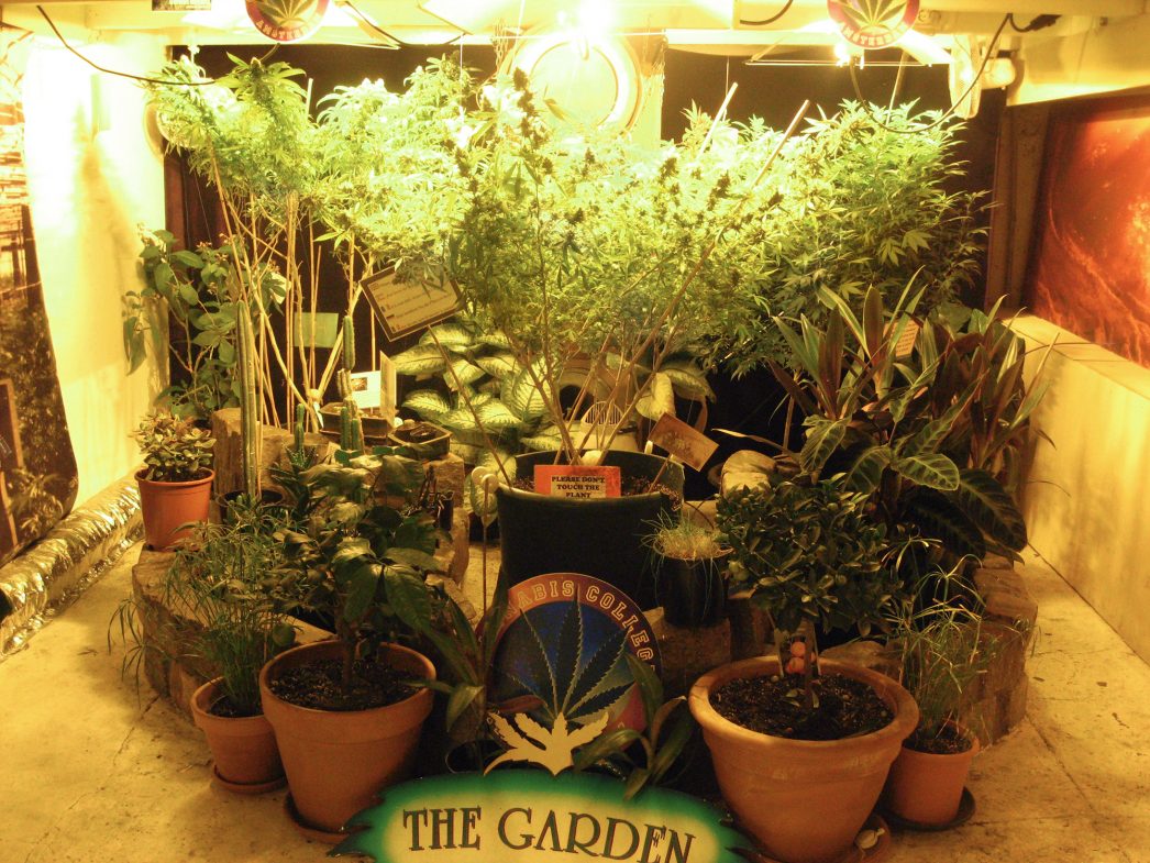 cannabis college