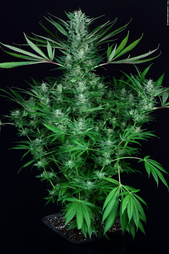 sensi-star_012_coypright-by-gbi-2013