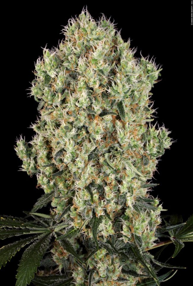 white-berry_fresh024_copyright-by-gbi-2015