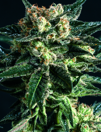 AK47 SCBDresized