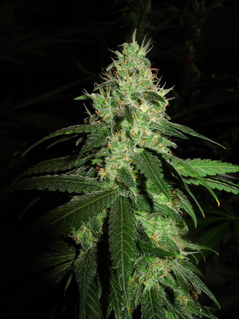Afghani #1 from Sensi Seeds_4412
