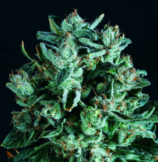 Diesel x SCBDX