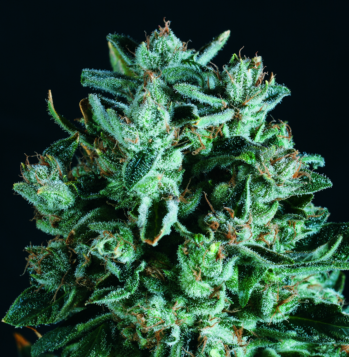 Diesel x SCBDX