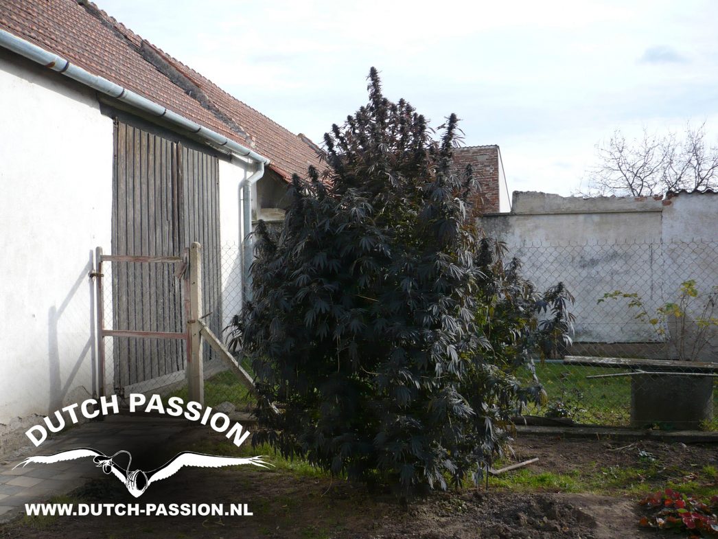 Frisian Dew -« 21.1