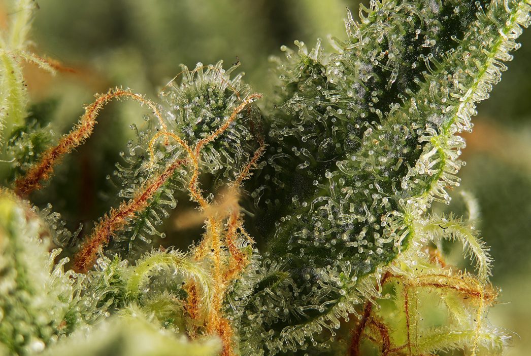 Sweet Trainwreck Auto 2