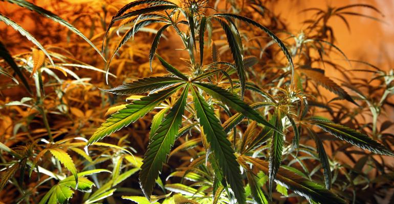 cannabis-David McNew_Getty Images-149251752