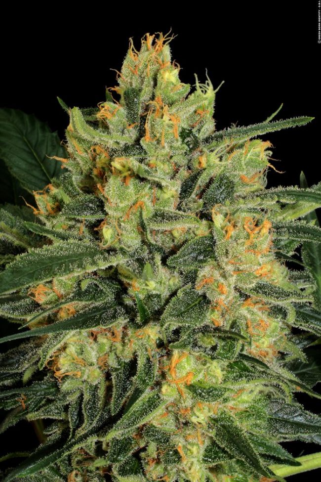 cbd-strain-Durga Mata _ 08_copyright-by-gbi-2014