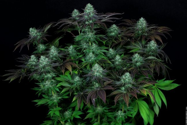 dark-star_002_coypright-by-gbi-2014