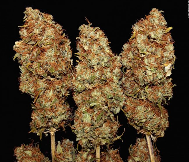 dawg-star_coypright-by-gbi-2015 (10)