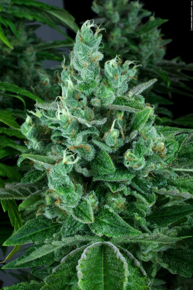kandy-kush_28_copyright-by-gbi-2012