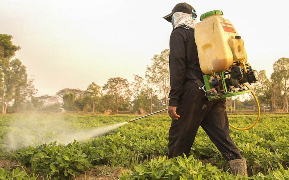 marijuana-pesticides