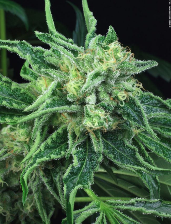 silver-kush_01_copyright-by-gbi-2013