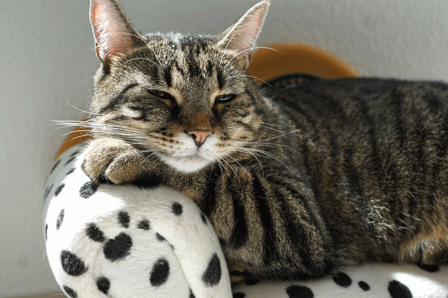 Pets-Web-3