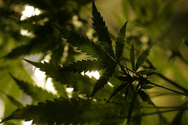weedworld 1 (197)