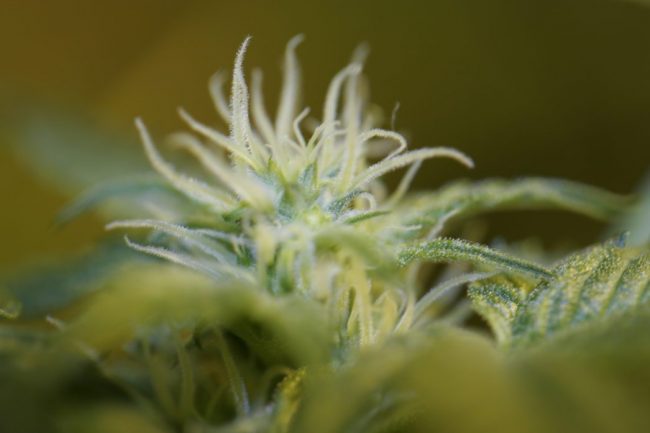 weedworld 1 (39)