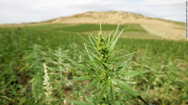 171005173133-morocco-marijuana-exlarge-169