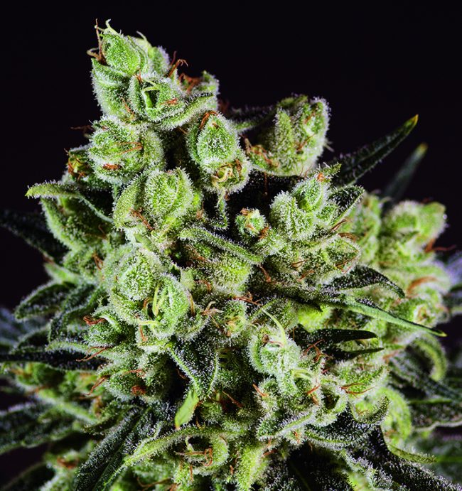 Grapefruit CBDX.j