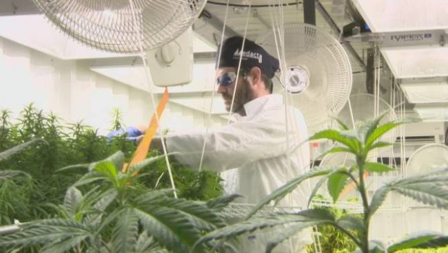 MARIJUANA_WORKPLACE_(AD_TOR1B6T0_tnb_3