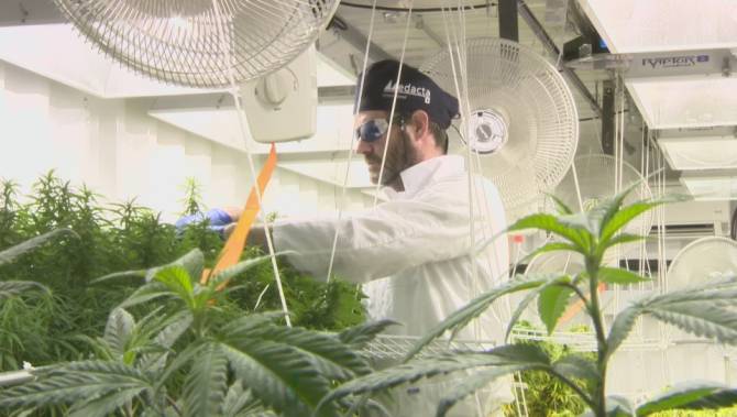 MARIJUANA_WORKPLACE_(AD_TOR1B6T0_tnb_3