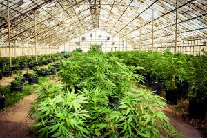 Marijuana_Farm_02-300×200