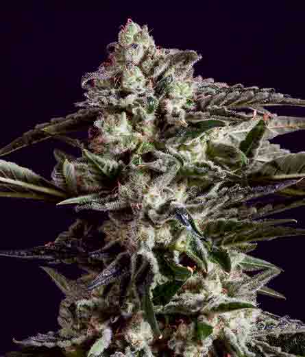NYC-Diesel-x-SCBDX
