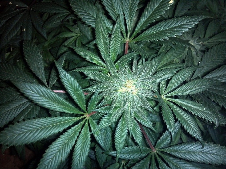 cannabis-313051_960_720