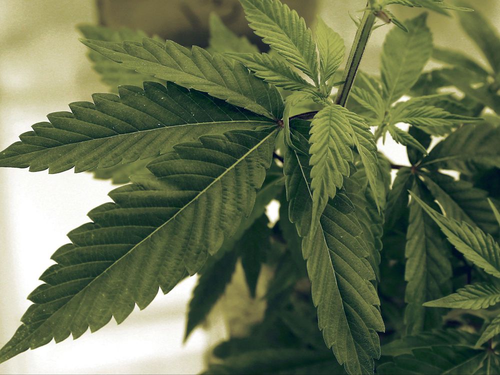 Cannabis Research 20171015
