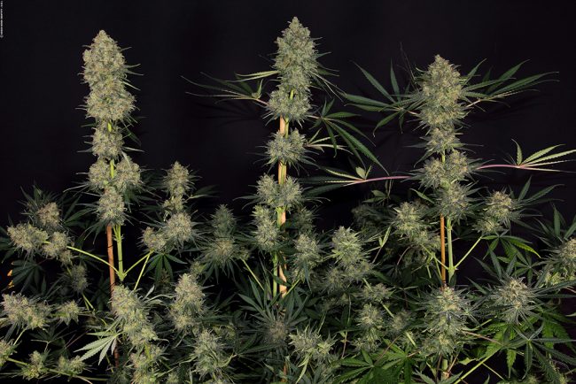 critical-cheese_62_copyright-by-gbi-2016