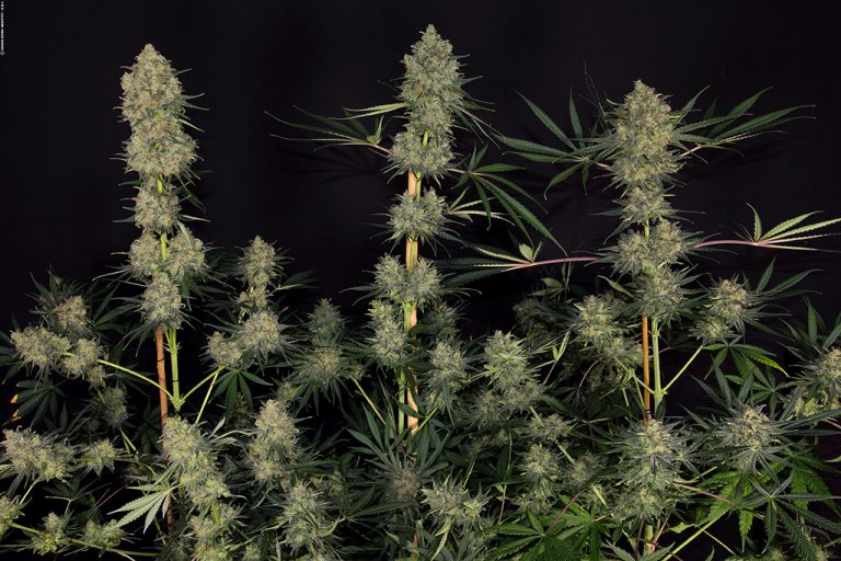 critical-cheese_62_copyright-by-gbi-2016