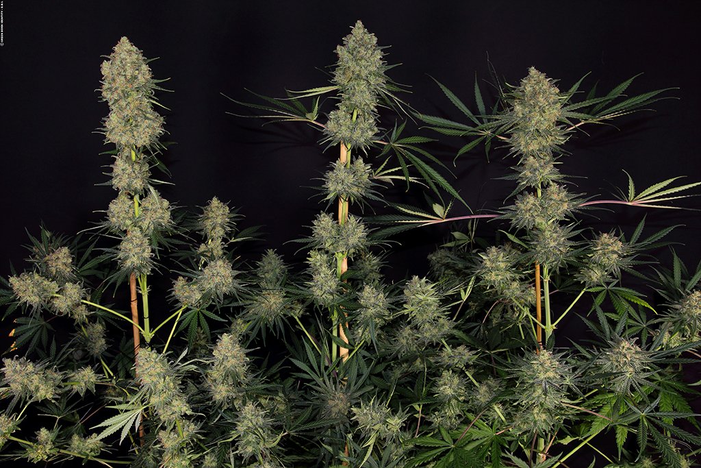 critical-cheese_62_copyright-by-gbi-2016