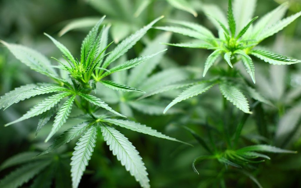 marijuana-plants