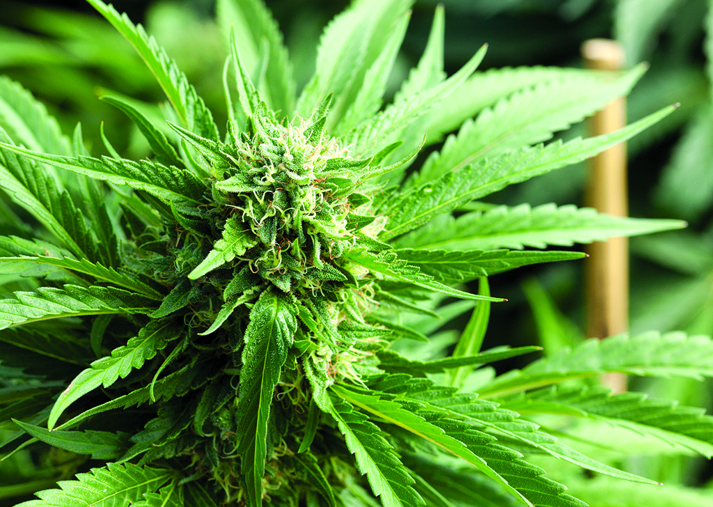 tBlueberry Kush