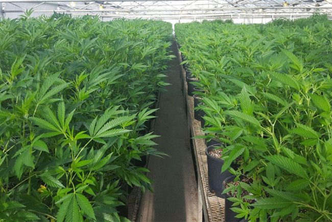 weed-leaves-growery