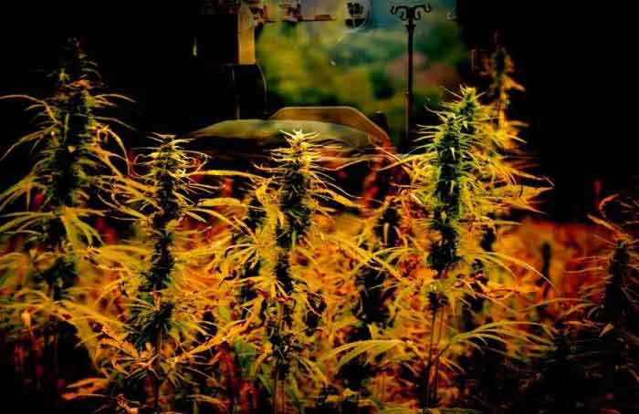 Marijuana_and_Medicine_-_Getty_Images