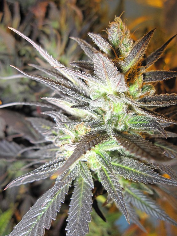 Thunder Haze 2
