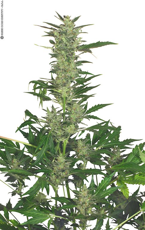 automaria_indoor-plant_copyr-by-gib-2010